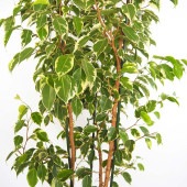フィカス ゴールデンプリンセス 【観葉植物 8号／1個売り】|観葉植物