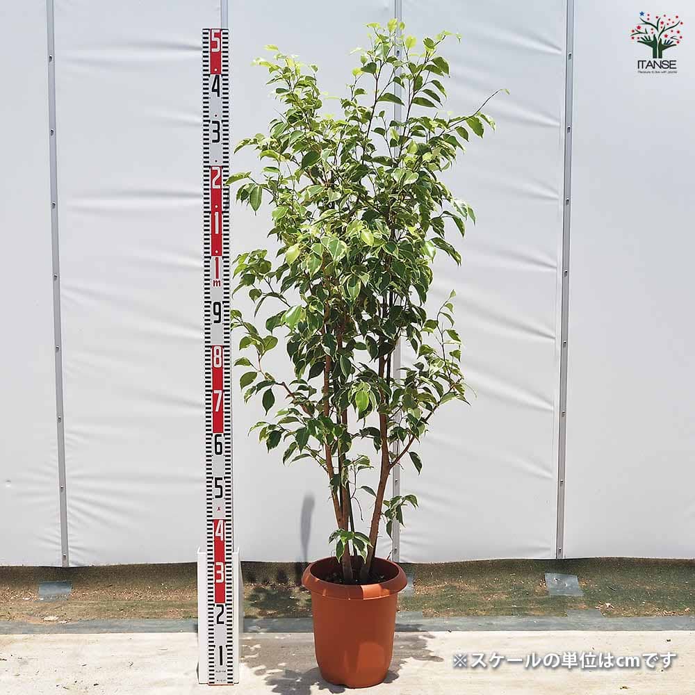 インドネシア産 ゴールドプリンス錦 Gold / ゴールド ('95) - NPG Prince Site