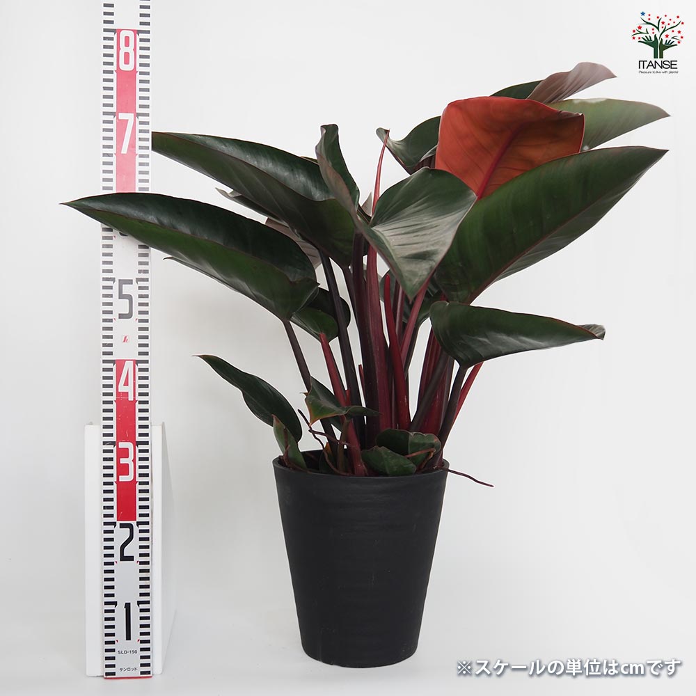 フィロデンドロン ロジョコンゴ 【観葉植物 8号／1個売り】｜ 【植物の