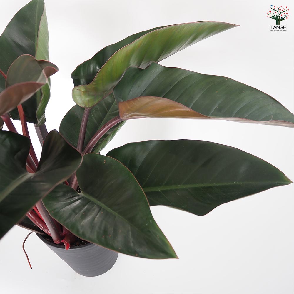 フィロデンドロン ロジョコンゴ 【観葉植物 8号／1個売り】｜ 【植物の