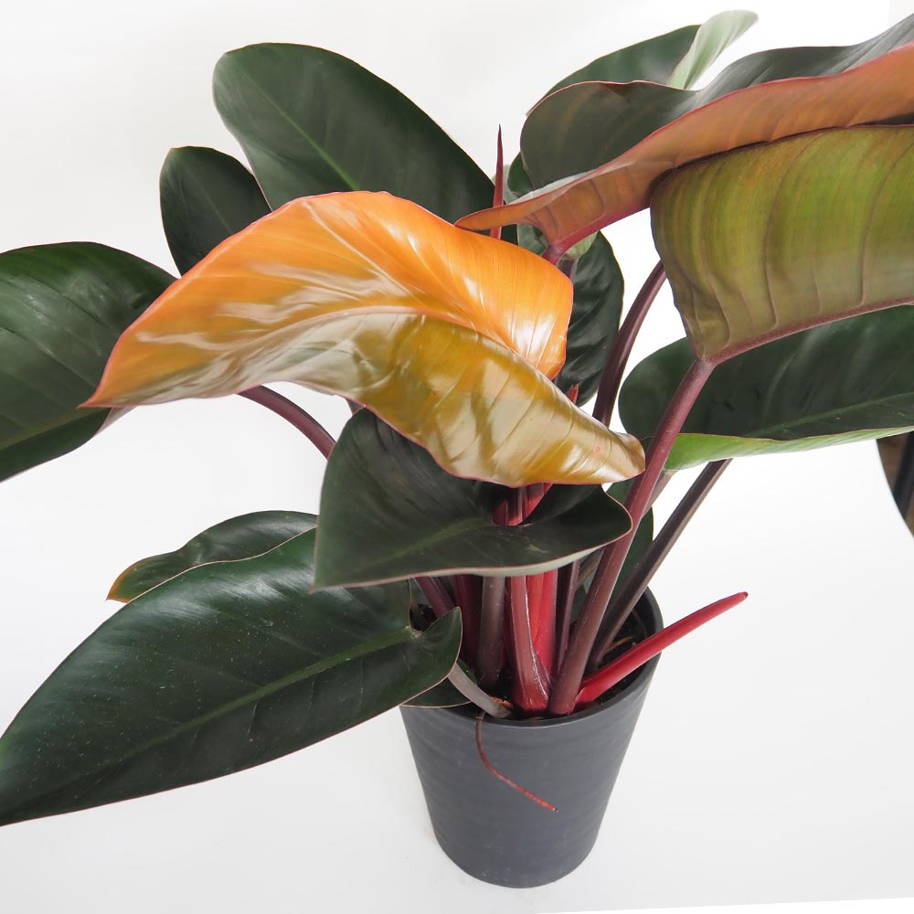 フィロデンドロン ロジョコンゴ 【観葉植物 8号/1個売り】