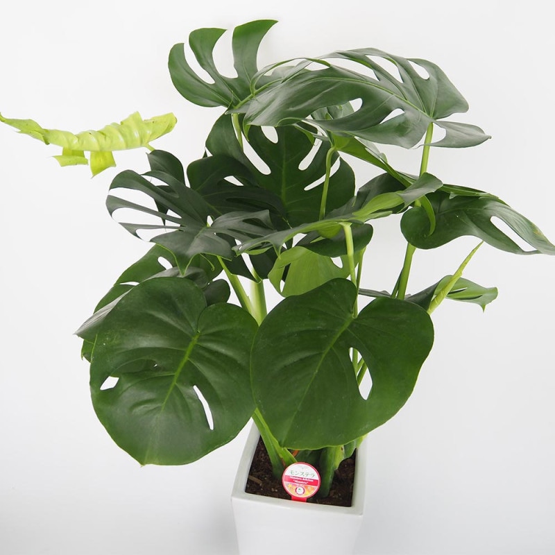 クワズイモ【観葉植物 4号ポット】｜ 【植物のITANSE】全品送料