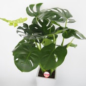 モンステラ デリシオーサ 【観葉植物 7号／1個売り】|観葉植物