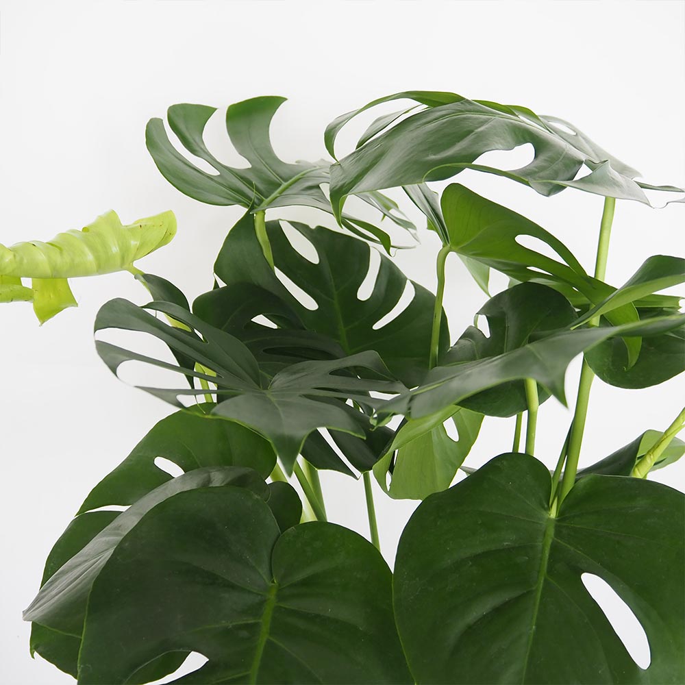 モンステラ デリシオーサ 【観葉植物 7号／1個売り】｜ 【植物の