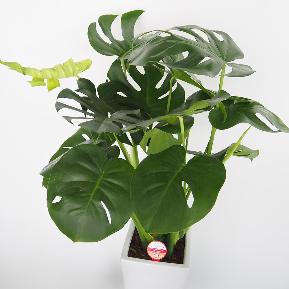 モンステラ デリシオーサ 【観葉植物 7号／1個売り】｜ 【植物の