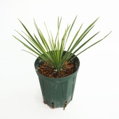 ユッカ リネアリフォリア リニアリーフ 【観葉植物 4号／1個売り】|観葉植物