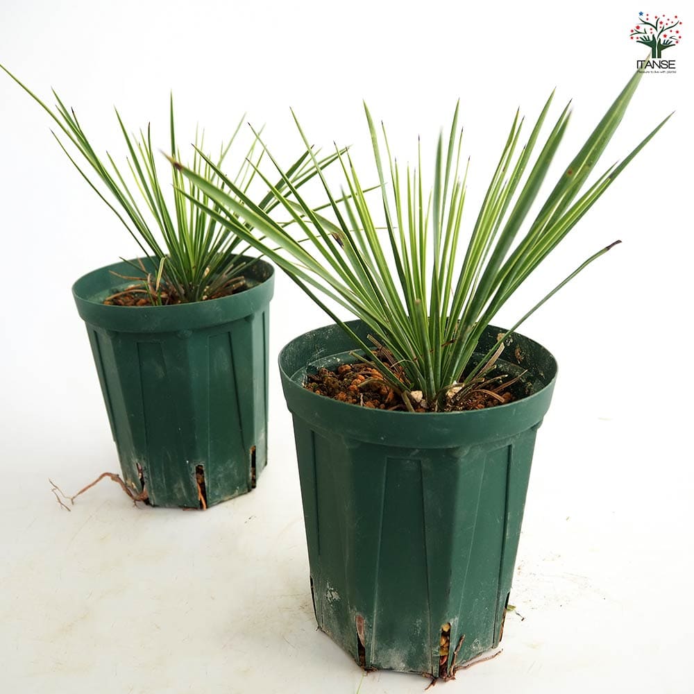 ユッカ リネアリフォリア (く) 曲がり株 ユッカ リネアリフォリア Yucca linearifolia 20210806 | SPG