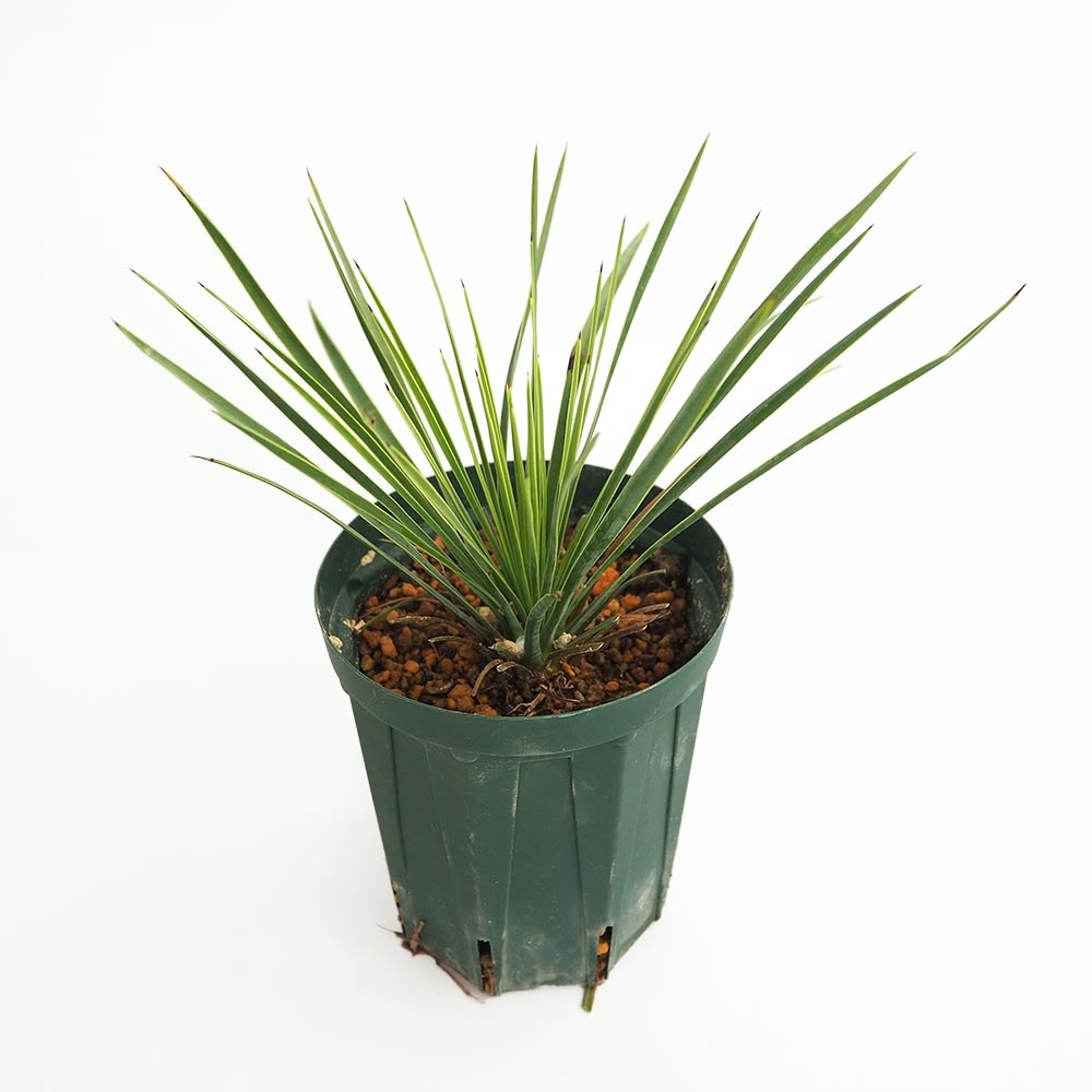 ユッカ リネアリフォリア リニアリーフ 【観葉植物 4号／1個売り