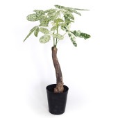 パキラ ミルキーウェイ 【観葉植物 6号／1個売り】|観葉植物