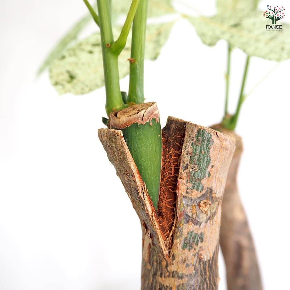 パキラ ミルキーウェイ 【観葉植物 6号／1個売り】｜ 【植物の