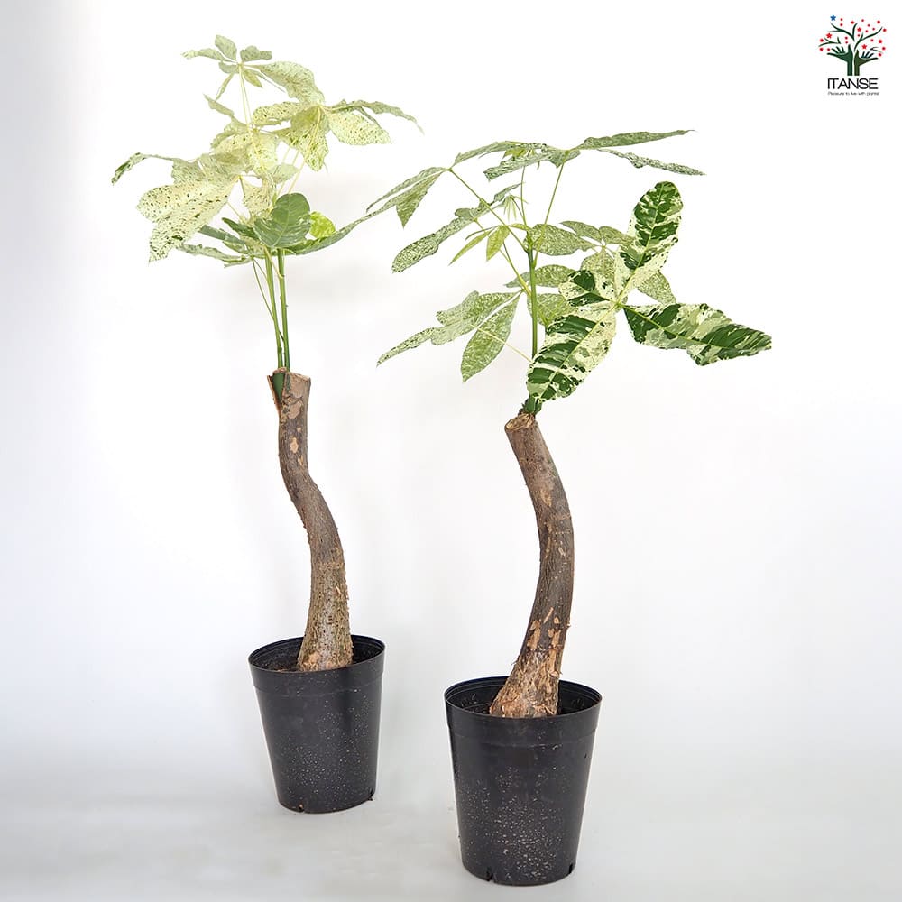 パキラ ミルキーウェイ 6号 色白さん 観葉植物 大型 658 パキラ ミルキーウェイ 6号 色白さん 観葉植物 大型 658 - メルカリ