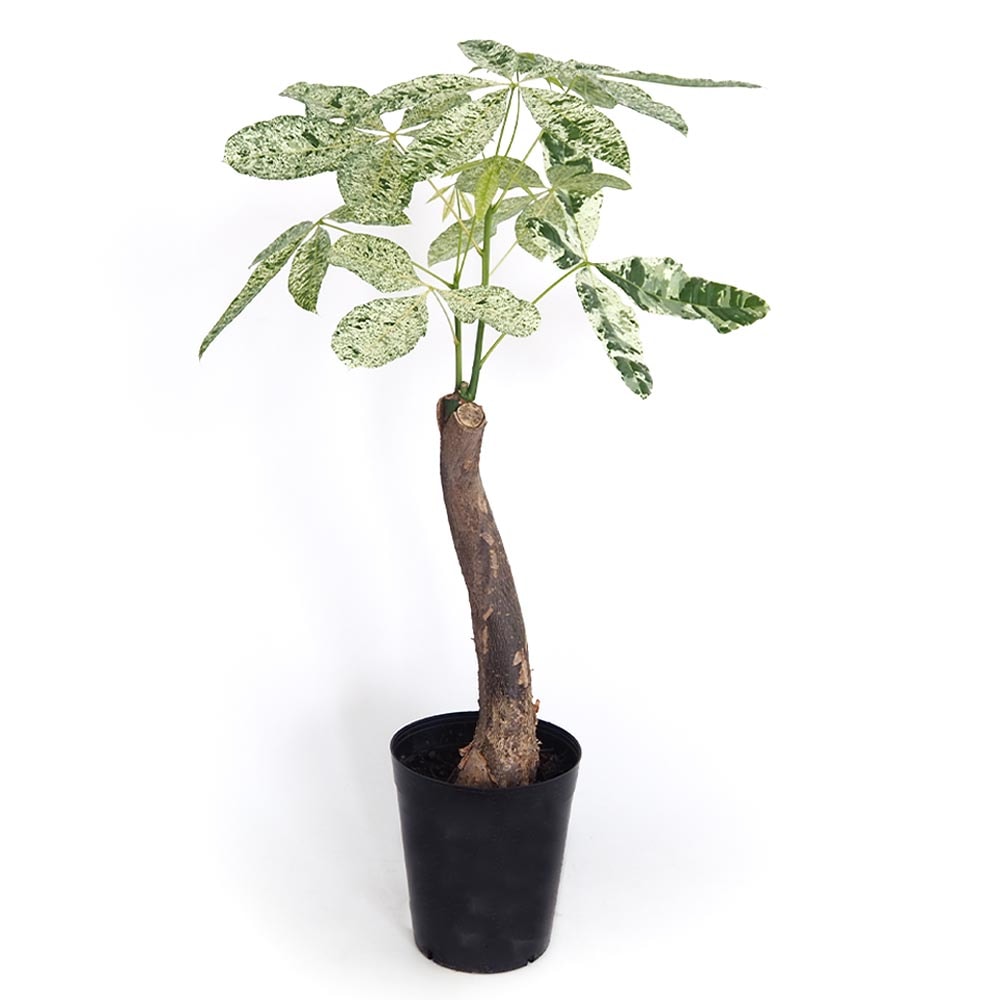 パキラ ミルキーウェイ 【観葉植物 6号／1個売り】