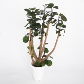 ポリシャス ファビアン 【観葉植物 7号／1個売り】|観葉植物