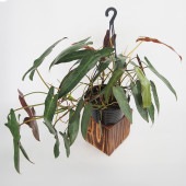 フィロデンドロン アタバポエンセ 【観葉植物 6号／1個売り】|観葉植物
