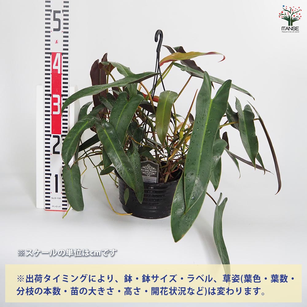 超絶希少 フィロデンドロン アタバポエンセ バリエガータ 超絶