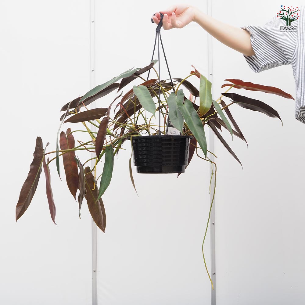フィロデンドロン アタバポエンセ 【観葉植物 6号／1個売り