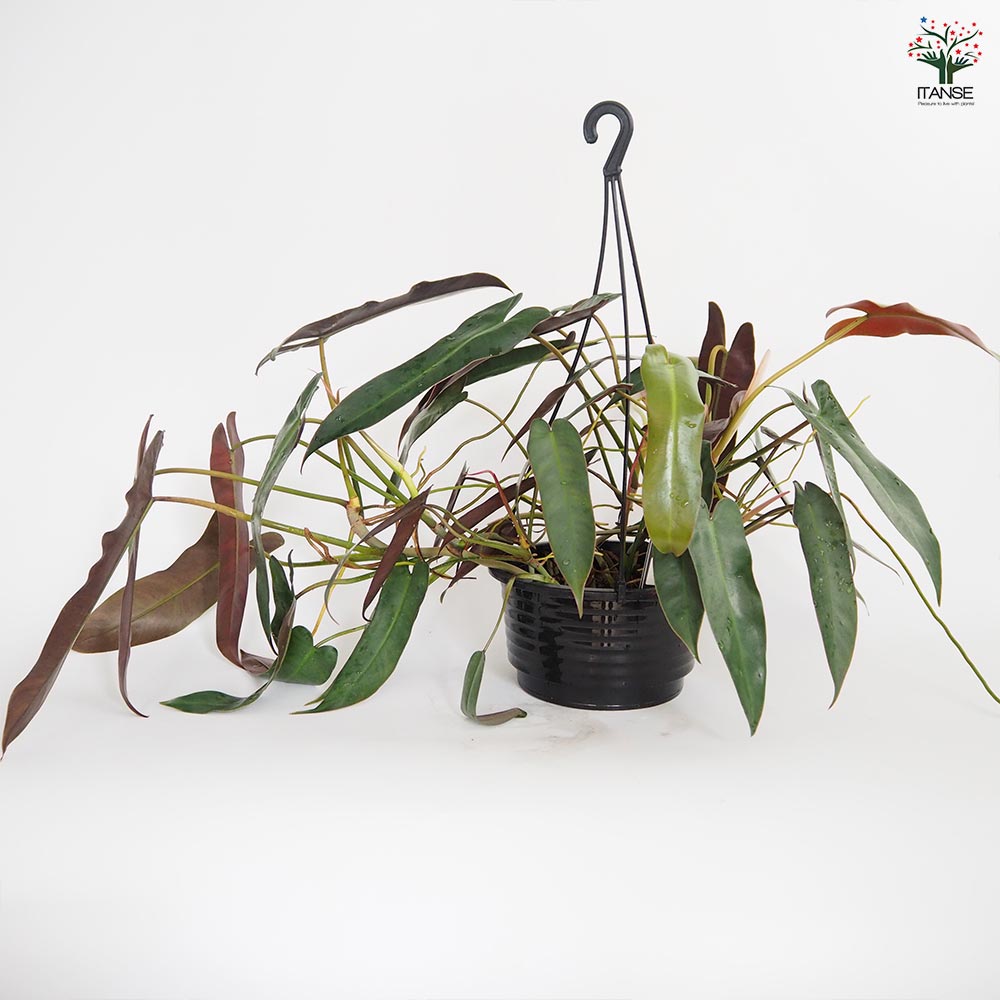 フィロデンドロン アタバポエンセ 【観葉植物 6号／1個売り】｜ 【植物