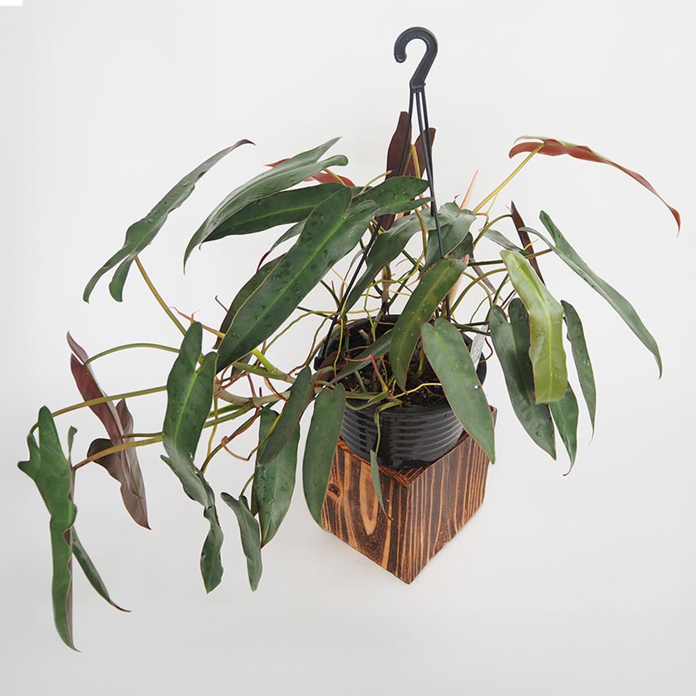 フィロデンドロン アタバポエンセ 【観葉植物 6号／1個売り】｜ 【植物