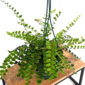 ペラエア ロツンディフォリア 【観葉植物 5号／1個売り】|観葉植物