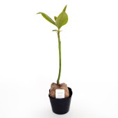 バリントニア 【観葉植物 4号／1個売り】|観葉植物