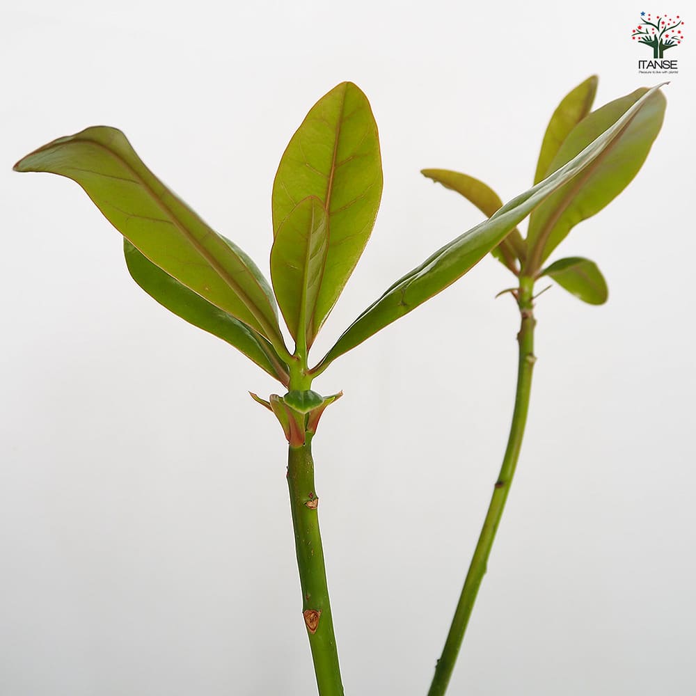 バリントニア 【観葉植物 4号／1個売り】｜ 【植物のITANSE