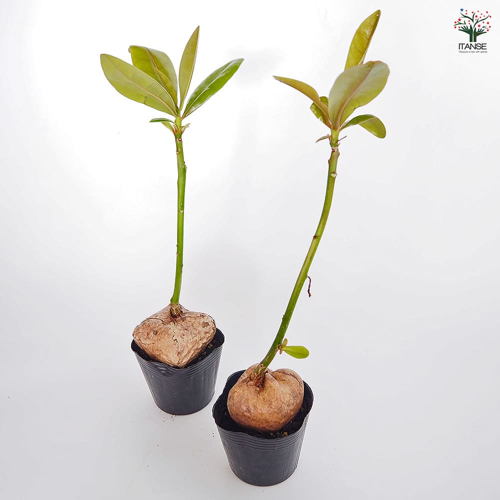 3鉢 八重山諸島の希少植物 ゴバンノアシ バリントニア  4寸 希少植物“バーリングトニア”鉢植え』ゴバンノアシ バリントニア