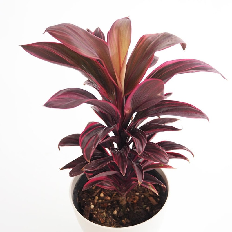 ハオルチア(赤) B型コンプトミュータント 【多肉植物 2.5号ポット／1個