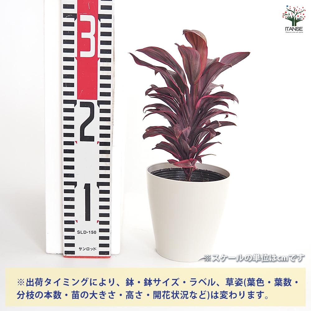 コルディリネ ピンクレディー 【観葉植物 4号】｜ 【植物の