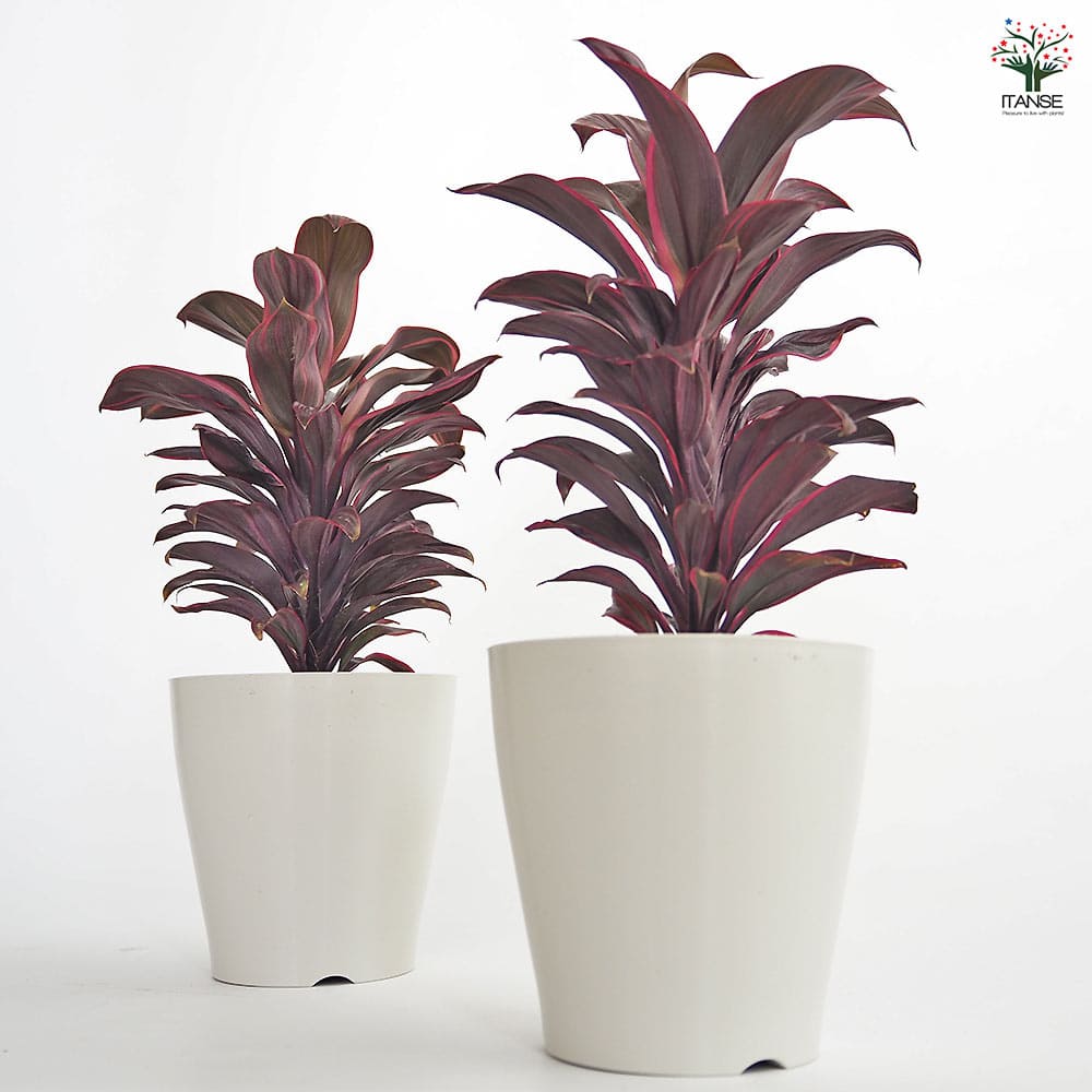 コルディリネ ピンクレディー 【観葉植物 4号】｜ 【植物の