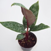 アポバリス アクミナティッシマ 【観葉植物 3号】|観葉植物