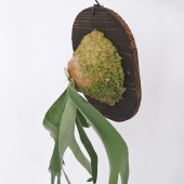コウモリラン ホワイト＆シャイン板付き  【観葉植物 ／1個売り】|観葉植物