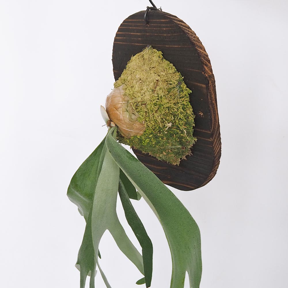 コウモリラン ホワイト＆シャイン板付き  【観葉植物 ／1個売り】