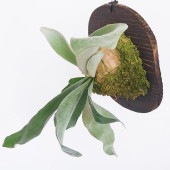 コウモリラン オモ ホワイトラバー板付き  【観葉植物 ／1個売り】|観葉植物