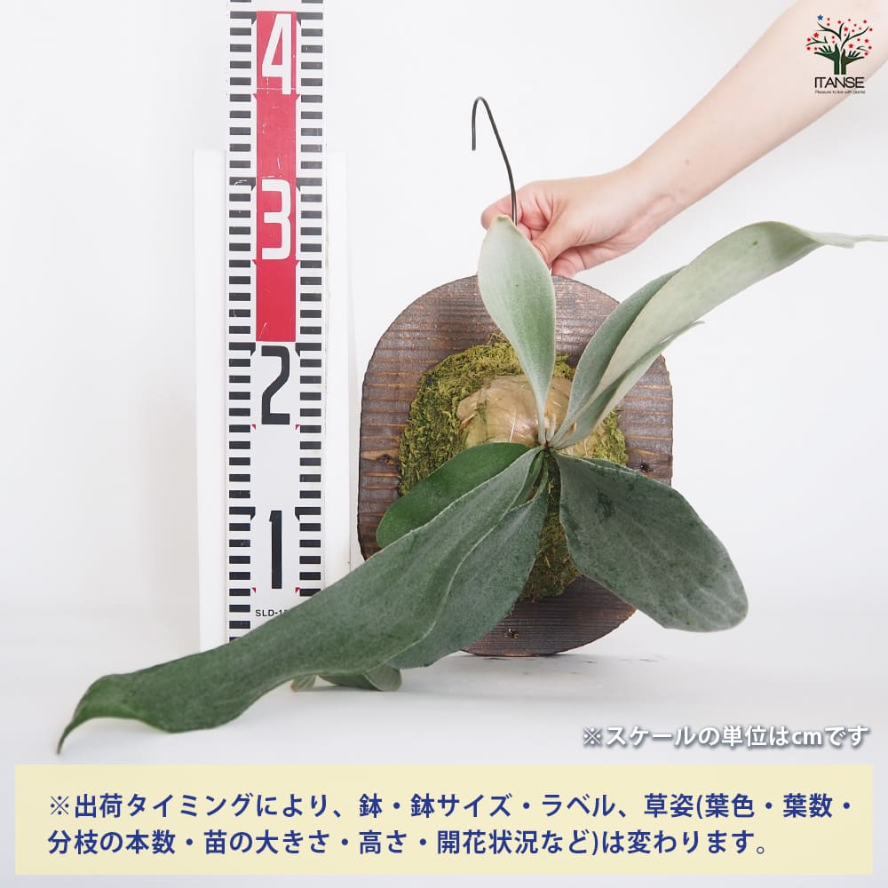 現品販売です！板付タイプのコウモリラン・超大株ホルタミー 現品販売です！板付タイプのコウモリラン・超大株ホルタミー