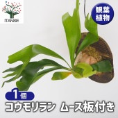 コウモリラン ムース板付き  【観葉植物 ／1個売り】|観葉植物
