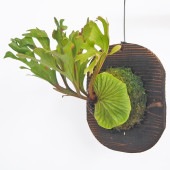 コウモリラン リドレイモンキーキング板付き  【観葉植物 ／1個売り】|観葉植物