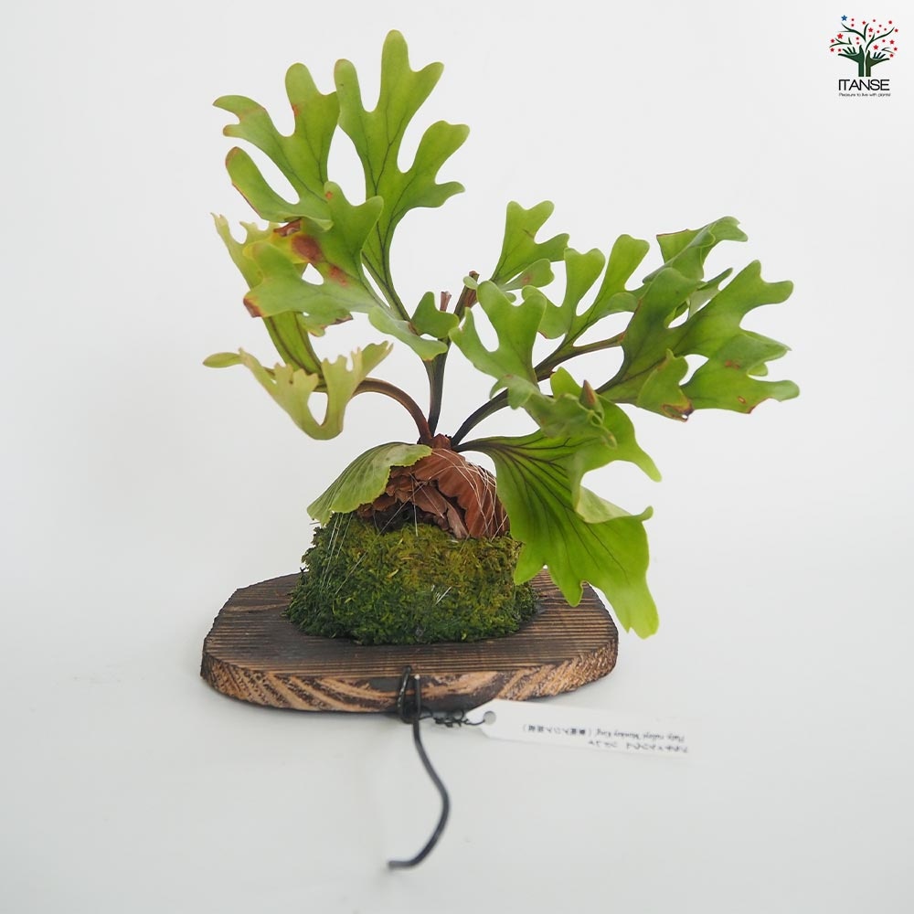 お買い得！！コウモリラン【P.ridleyi 'Monkey King'】板付け コウモリラン リドレイモンキーキング板付き 【観葉植物 ／1個