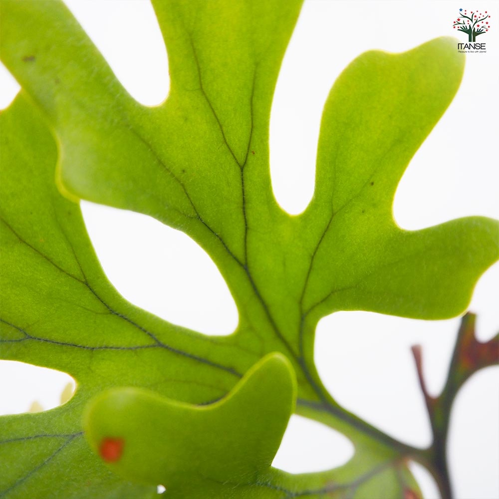 コウモリラン リドレイモンキーキング板付き 【観葉植物 ／1個売り