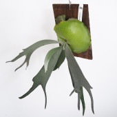 コウモリラン ウート スポア板付き  【観葉植物 ／1個売り】|観葉植物