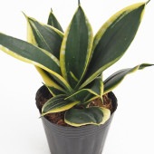 サンスベリア ゴールデンハニー 【観葉植物 3号】|観葉植物