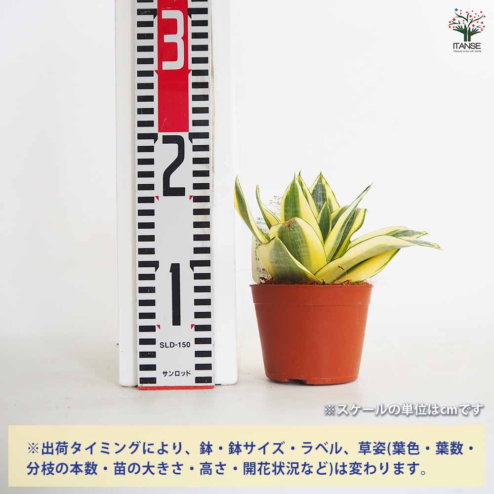 サンスベリア ゴールデンハニー 【観葉植物 3号】｜ 【植物の
