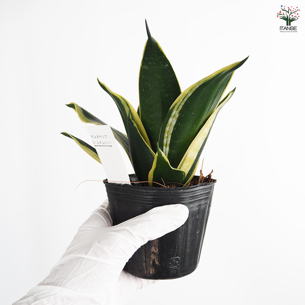 サンスベリア ゴールデンハニー 【観葉植物 3号】｜ 【植物の