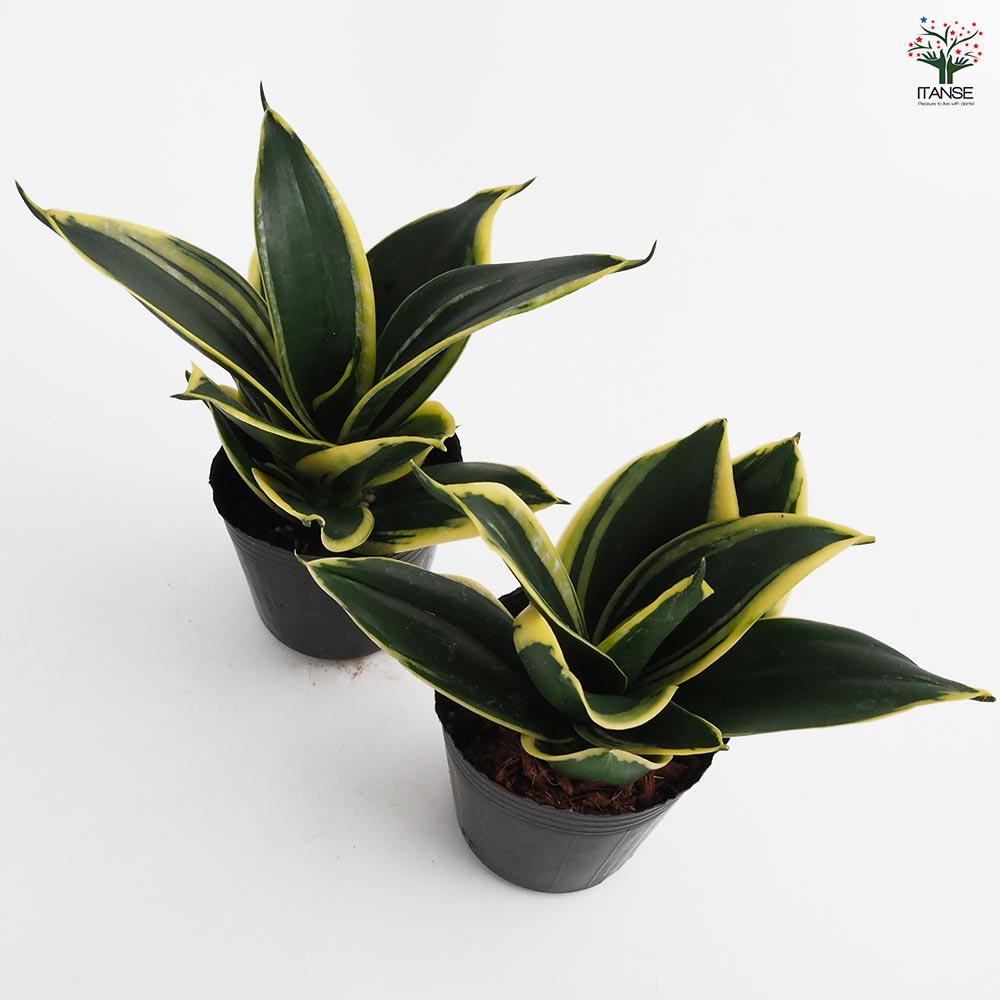 サンスベリア ゴールデンハニー 【観葉植物 3号】｜ 【植物の