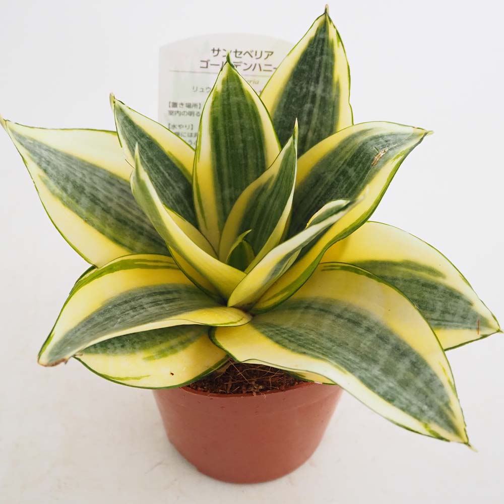 サンスベリア ゴールデンハニー 【観葉植物 3号】