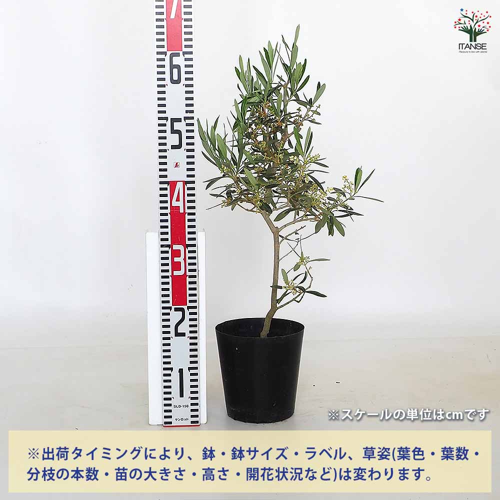 オリーブ シプレッシーノ 【果樹の苗木 5号／1個売り】｜ 【植物