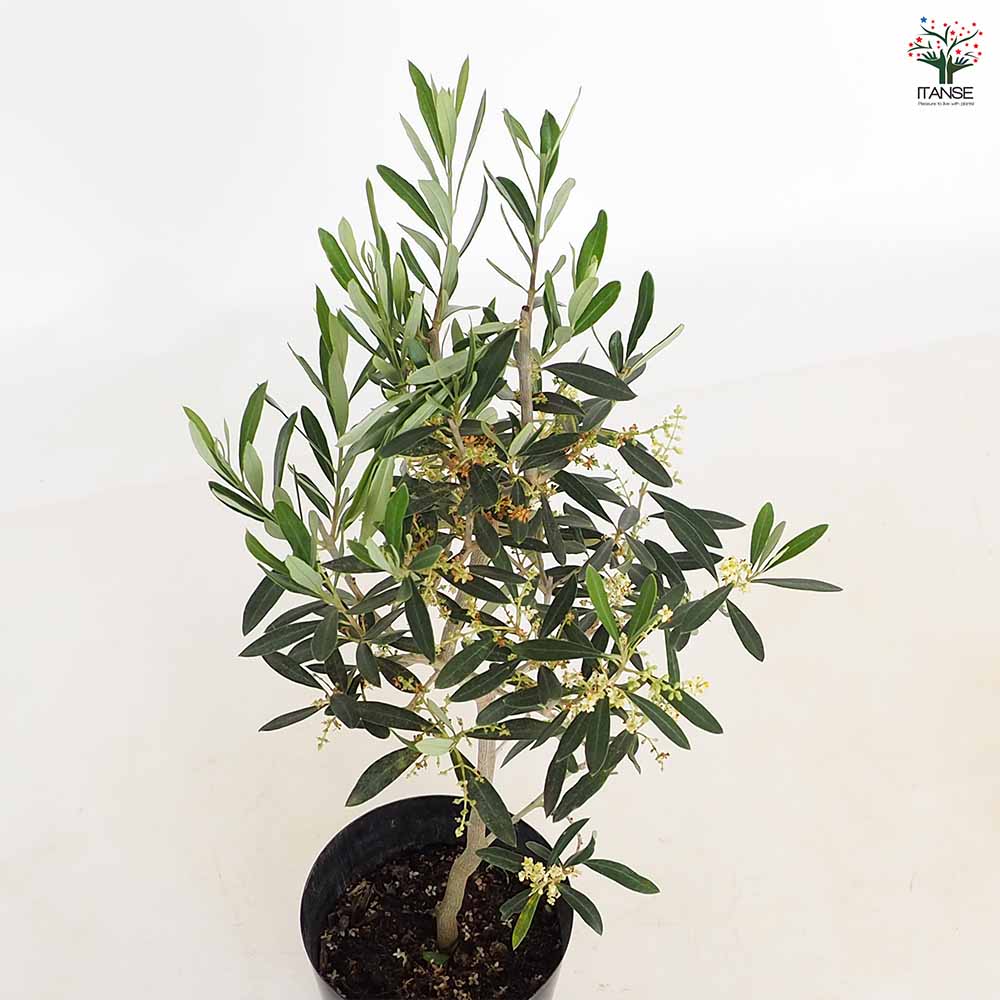 j オリーブの木　シプレッシーノ 観葉植物 おしゃれ：オリーブの木 *SOUJU（創樹