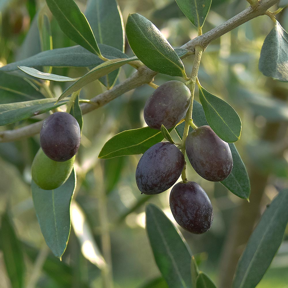 オリーブ シプレッシーノ 【果樹の苗木 5号／1個売り】｜ 【植物