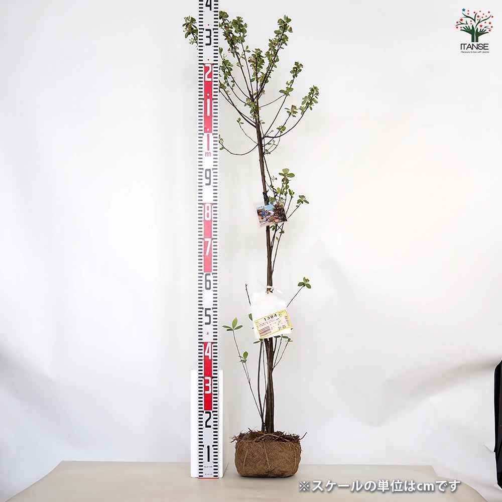 クックベリー アロニア根巻 【果樹の苗木 10号／1個売り】｜ 【植物の