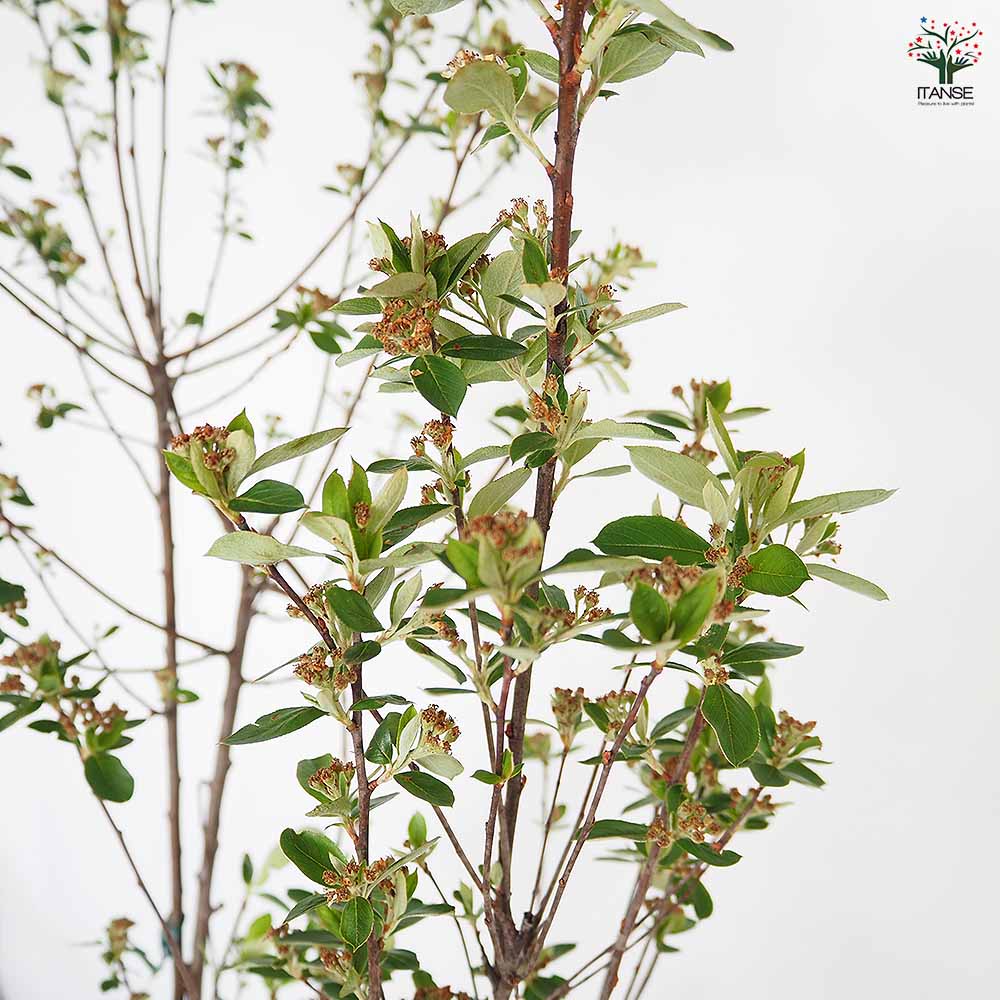 クックベリー アロニア根巻 【果樹の苗木 10号／1個売り】｜ 【植物の