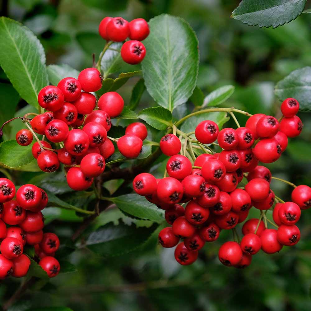 優良株。アロニアクックベリー株立ち2.7M(鉢底から)品番A 優良株。アロニアクックベリー株立ち2.7M(鉢底から)品番A 優良株